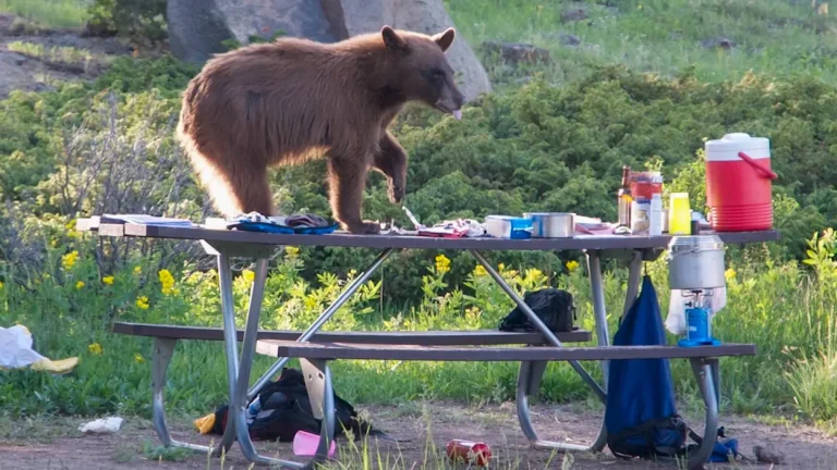 How to Camp Safely in Bear Country